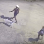 [VÍDEO] Tutor busca pit bull furtado de sua residência; animal foi visto com andarilhos