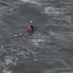 [VÍDEO] Guarda-vidas resgata pinguim preso em rede ilegal de pesca