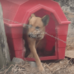 Vizinhos buscam identificação de autor do furto de casinha comunitária que servia de abrigo para cães de rua