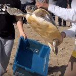 [VÍDEO] Após meses de reabilitação, tartaruga-marinha volta ao mar em Balneário Piçarras