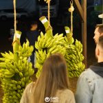 Piçarraiá 2026 terá exposição de cachos de bananas nos quatro dias de festa
