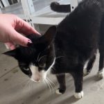 Balneário Piçarras: gata perdida há um mês é identificada e reencontra família após ação da Casa Pet