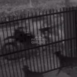 [VÍDEO] Trio é flagrado furtando moto durante a madrugada; casal pede ajuda para recuperar seu único meio de transporte