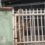 [VÍDEO] Vizinhança cobra poder público sobre pit bull ferido e oferecendo perigo