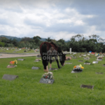 Fezes, buracos e lápides quebradas: cavalo promove bagunça no cemitério de Balneário Piçarras