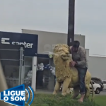 [VÍDEO] De novo: estátua de leão instalada entre Penha e Balneário Piçarras é alvo homem carente
